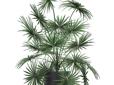 Decorative palm in a flowerpot 716 3D model