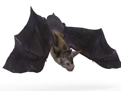 Vampire Bat Animated Low-poly 3D model