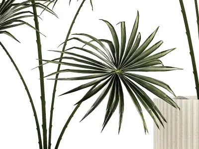 Beautiful fan palms in flower pots for decoration 1280 3D model