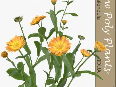 Low Poly Plants dandelion flowers Low-poly 3D model