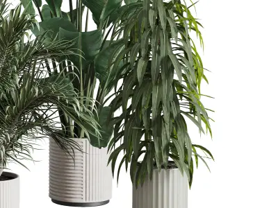 indoor plant set 372 plant ficus rubbery tree palm Low-poly 3D model