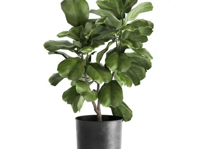 Ficus lyrata trees in a pot for the interior 878 3D model
