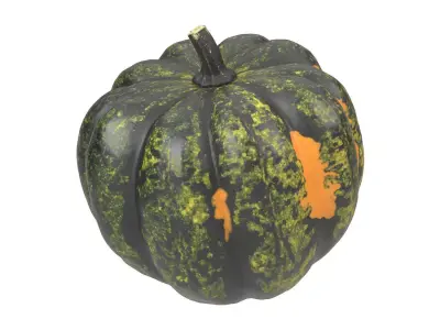Photorealistic Acorn Squash 3D Scan 1 3D model