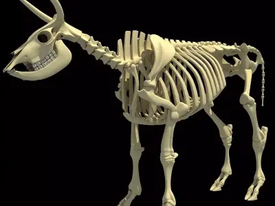 Cow Bone Skeletal 3D model