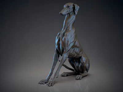 Dog Azawakh Symmetry   -  3D Sculpting 3D model