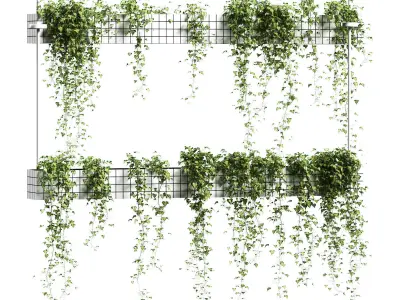 Ivy in hanging flower pots - 5 models 3D model