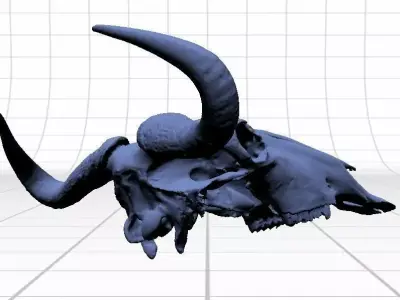 Wildebeeste Skull 3D model
