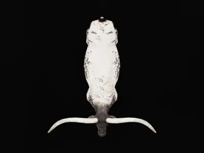 Texas Longhorn Beef Cattle Low-poly 3D model