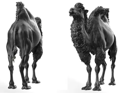 Bactrian Camels  - TPose 3D model