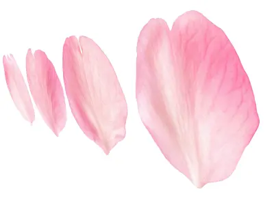 Flying Petals Pack  Low-poly 3D model