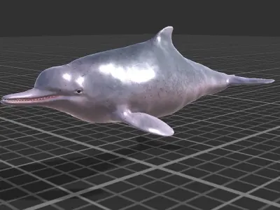 Chinese Dolphin Low-poly 3D model