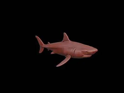 Shark Animal Sculpture 3D print model buy