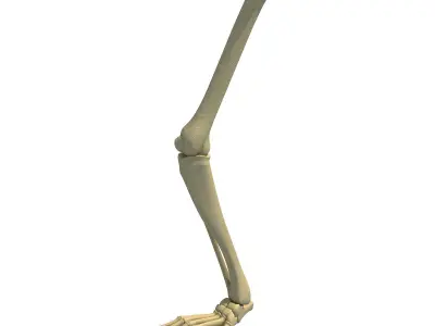 Animal Skeletal Femur 3D model
