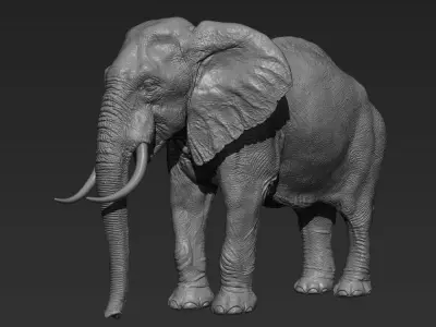 Elephant with tusks 3D model