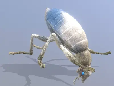 BEETLE Bug Digging Fbx Png 3D model