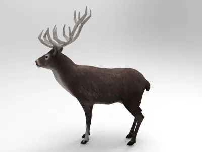 Gray Deer Rigged  Low-poly 3D model