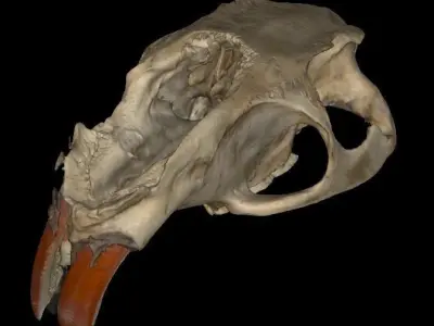 Coipo skull Southamerican otter 3D model