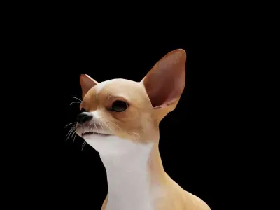CHIHUAHUA FLEX 3D model