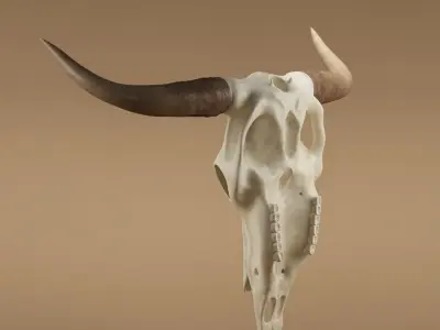Cow skull 3D model