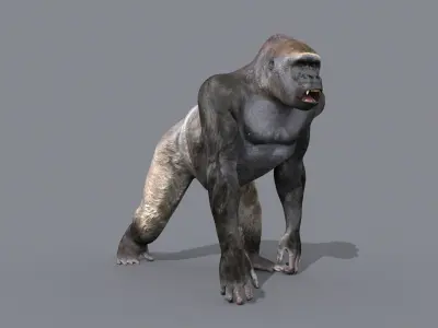C Silverback Gorilla 8K- 3d animated 3D model