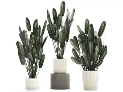 Beautiful Strelitzia in a flower pot for decoration 1284 3D model