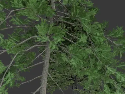 Low Poly Free Tree Pack 1 Free low-poly 3D model
