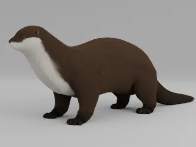 Otter HD 3D model