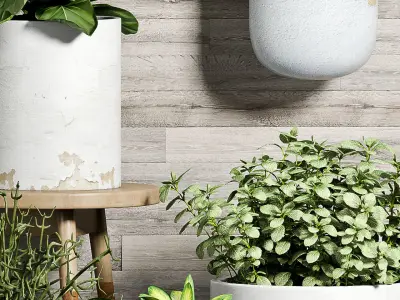 Decorative plant set-52 3D model