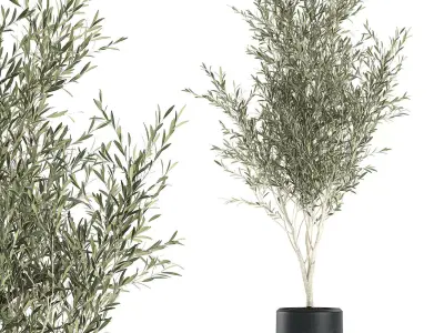 Decorative olive tree in a black flowerpots 647 3D model