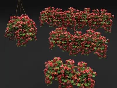 Pelargonium box flower 3D model