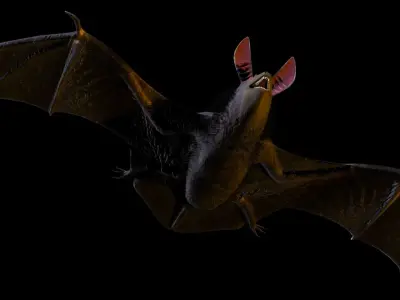 3D Bat model flying 3D model