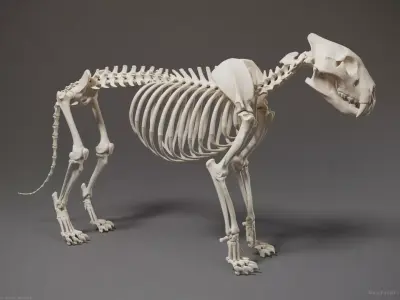 3D Lion Skeleton Sculpture 3D model