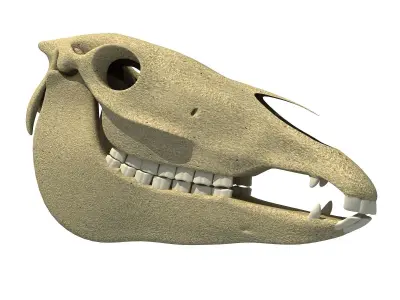 Bones of  Donkey Skull 3D model