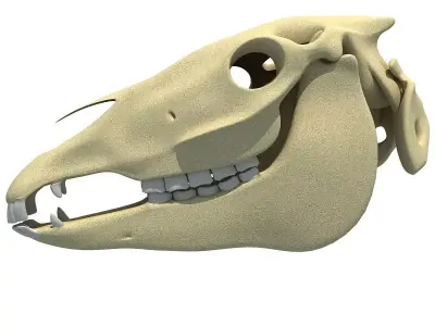 High Quality Horse Skull 3D model