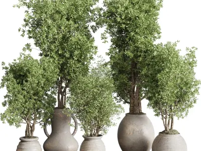 Olive tree in an old earthenware vase indoor collection 319 Low-poly 3D model