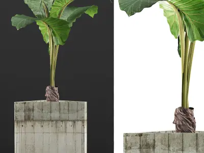 Plants Collection 83 3D model