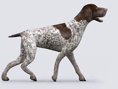 3DRT - German shorthaired pointer Low-poly 3D model