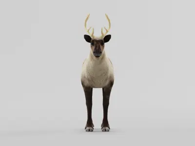 Reindeer Caribou Animal Low-poly 3D model
