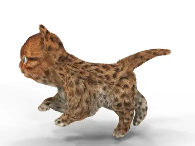 Cute kitten Fur Animated 02 Low-poly 3D model