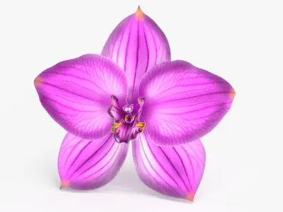 Orchid Flower 3 colors Low-poly 3D model