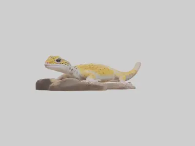 Leopard Gecko lounging model Low-poly 3D model