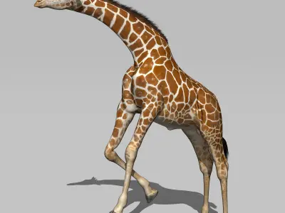 Giraffe 3D model