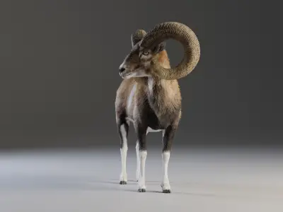 Ovis Ammon Male Animated - VFX Grace 3D model