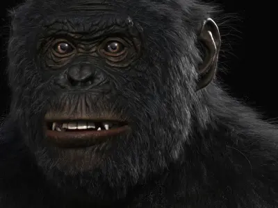Bonobo High detailed Realistic 3D Model 3D model