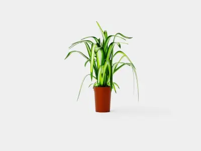 Chlorophytum varigata Low-poly 3D model