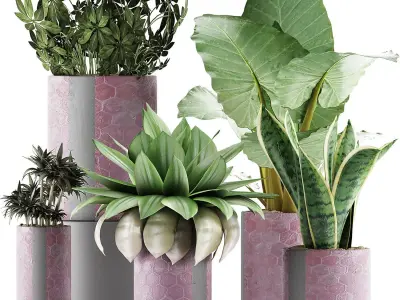 Plants Collection 41 3D model