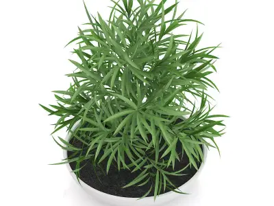 Plant in Flat Pot 3D model