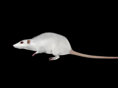 white rat 3d rig model 3D model
