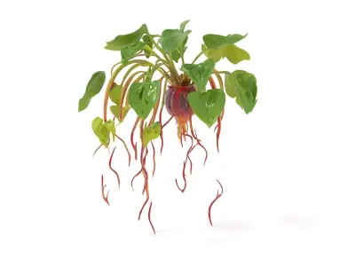 Green Foliage Plant model pack Low-poly 3D model