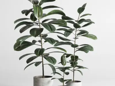 Ficus rubbery plant in concrete dirt vase  3D model